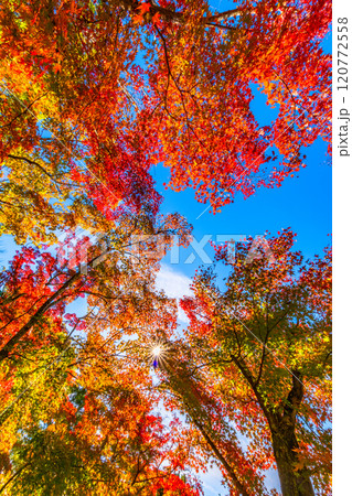 錦秋の京都 等持院の鮮やかな紅葉 錦秋の京都 等持院の鮮やかな紅葉 120772558
