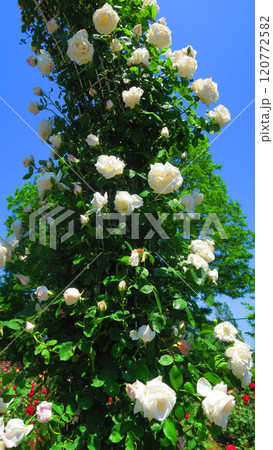 伊奈町制施行記念公園（埼玉県北足立郡伊奈町）「2024 バラまつり」の風景 120772582