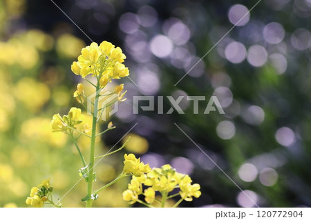 光に照らされた菜の花 120772904