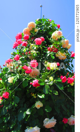 伊奈町制施行記念公園（埼玉県北足立郡伊奈町）「2024 バラまつり」の風景 120772905