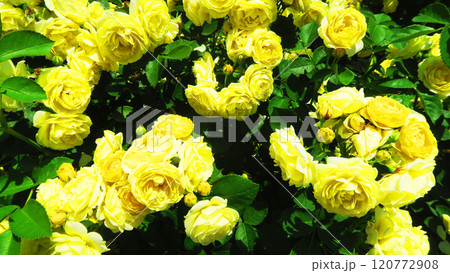 伊奈町制施行記念公園（埼玉県北足立郡伊奈町）「2024 バラまつり」の風景 120772908