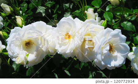 伊奈町制施行記念公園（埼玉県北足立郡伊奈町）「2024 バラまつり」の風景・アイスバーグ 120772914