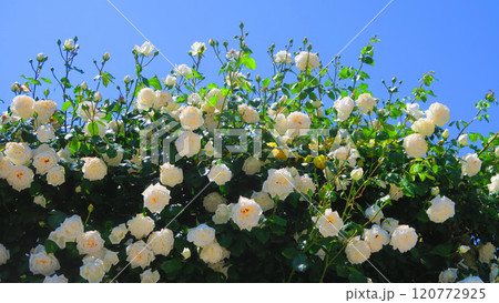 伊奈町制施行記念公園（埼玉県北足立郡伊奈町）「2024 バラまつり」の風景 120772925