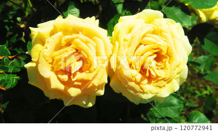 伊奈町制施行記念公園(埼玉県北足立郡伊奈町)「2024 バラまつり」の風景・ハニーブーケ 伊奈町制施行記念公園(埼玉県北足立郡伊奈町)「2024 バラまつり」の風景・ハニーブーケ 120772941