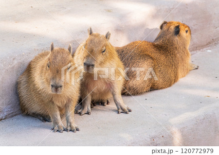 Three capybara in the park Three capybara in the park 120772979