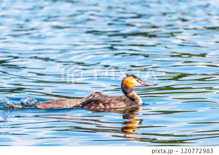 The waterfowl bird, great crested grebe with chick, swimming in the lake. 120772983