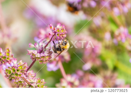 Bumblebee (Bombus hypnorum) is sucking nectar from Salvia flower. Bumblebee (Bombus hypnorum) is sucking nectar from Salvia flower. 120773025