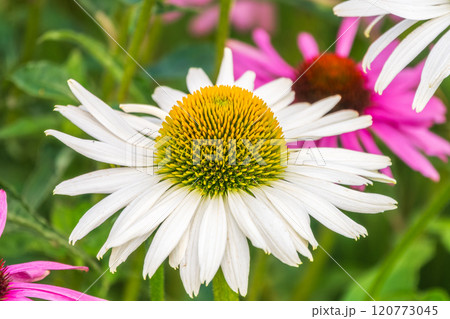 Herbal Echinacea Flowers. Herbal Echinacea or Coneflower flowers in a garden. 120773045