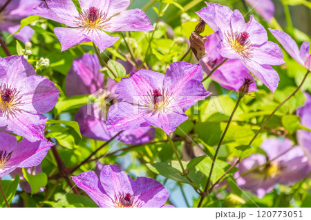 Spring Flowering Downy Clematis (Clematis macropetala). Close up of flowering blue Clematis on blurred background. Spring Flowering Downy Clematis (Clematis macropetala). Close up of flowering blue Clematis on blurred background. 120773051