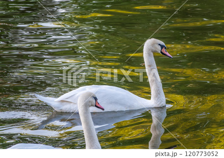 A graceful white swan swimming on a lake with dark water. The white swan is reflected in the water 120773052