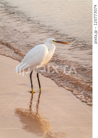 Great egret (Ardea alba), a medium-sized white heron fishing on the sea beach Great egret (Ardea alba), a medium-sized white heron fishing on the sea beach 120773074