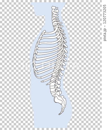 肋骨和胸椎的結構骨骼側視圖醫學 120773205