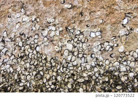 Textured oyster shell wall along weathered coastal rocks with organic patterns 120773522
