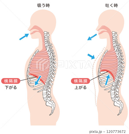 呼吸の仕組み　横隔膜　呼吸筋 120773672