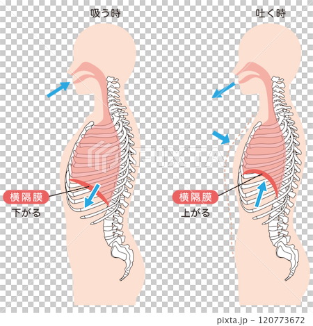 呼吸の仕組み　横隔膜　呼吸筋 120773672