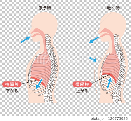 呼吸の仕組み　横隔膜　呼吸筋 120773926