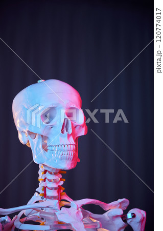 Skull, neck and collarbones of human skeleton in blue and pink neon lighting Skull, neck and collarbones of human skeleton in blue and pink neon lighting 120774017