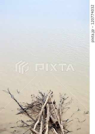 Washed driftwood and fallen trees lie in water on seashore or ocean 120774032