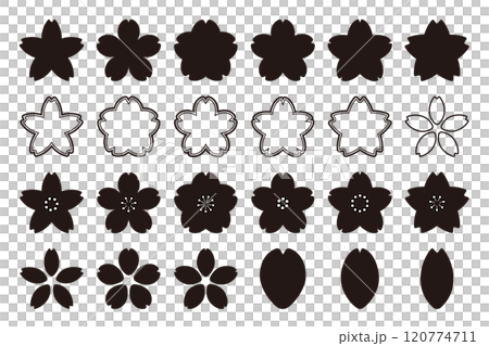 Cherry blossom icon Vector illustration of cherry blossom symbol 120774711