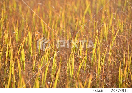 黄金色の草もみじのクローズアップ 黄金色の草もみじのクローズアップ 120774912