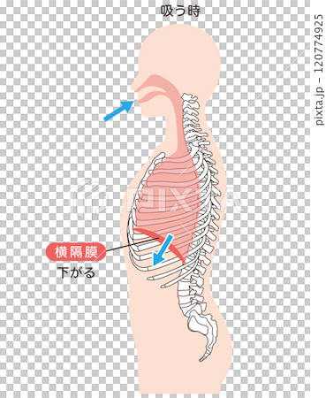 How breathing works: Diaphragm and respiratory muscles 120774925