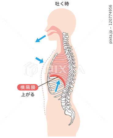 呼吸の仕組み　横隔膜　呼吸筋 120774956