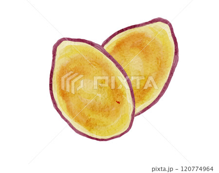 水彩風に描いたオーガニックで新鮮なスライスされたさつま芋のベクターイラスト素材 120774964