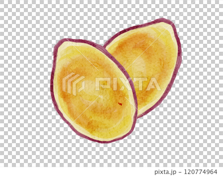水彩風に描いたオーガニックで新鮮なスライスされたさつま芋のベクターイラスト素材 120774964