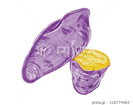 水彩風に描いたオーガニックで新鮮シンプルなさつま芋のベクターイラスト素材 水彩風に描いたオーガニックで新鮮シンプルなさつま芋のベクターイラスト素材 120774965