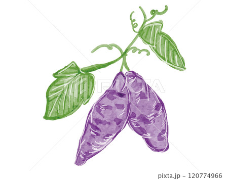 水彩風に描いたオーガニックでツルが付いた新鮮なさつま芋のベクターイラスト素材 120774966