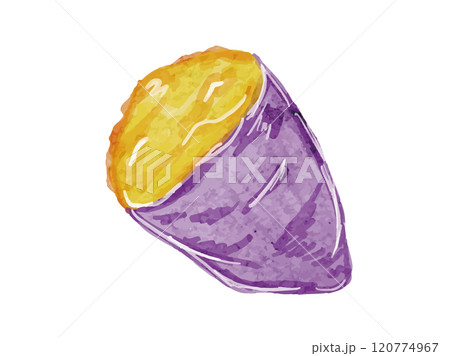 水彩風に描いたオーガニックで新鮮な二つに割ったさつま芋のベクターイラスト素材 120774967