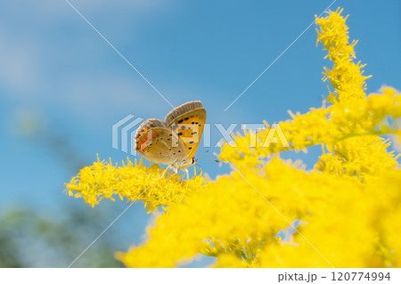 セイタカアワダチソウに止まるベニシジミチョウ 120774994