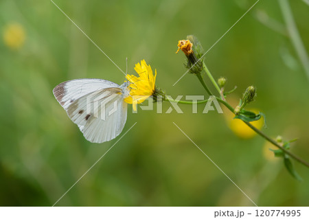 花に止まるモンシロチョウ 120774995