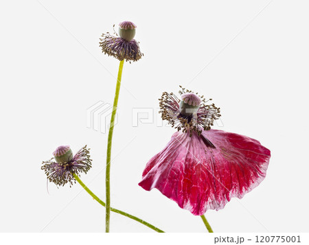 ポピー ラズベリーリップル 120775001