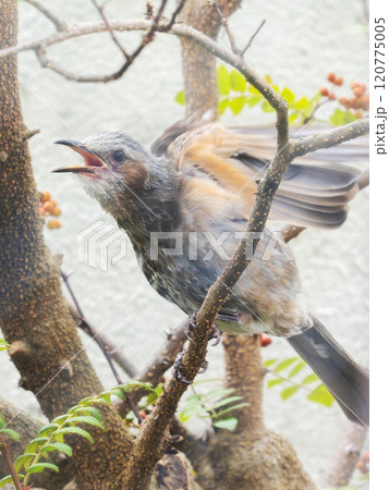 ヒヨドリ 120775005