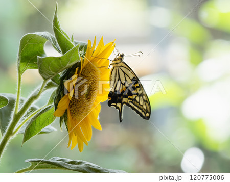 ひまわりに止まるアゲハチョウ 120775006