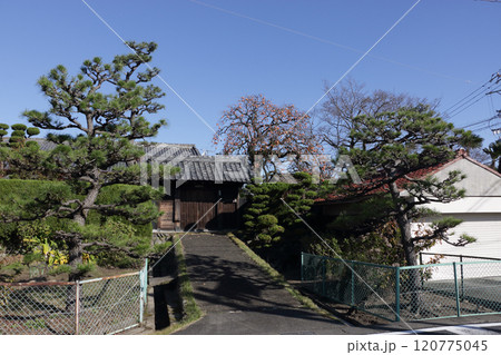 古民家の門と柿 古民家の門と柿 120775045