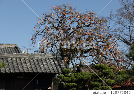 古民家の門と柿 120775046