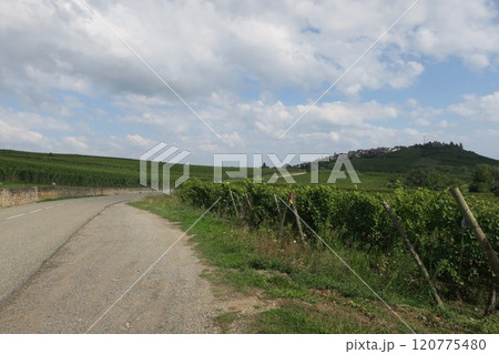フランス　アルザス地方のブドウ畑 120775480