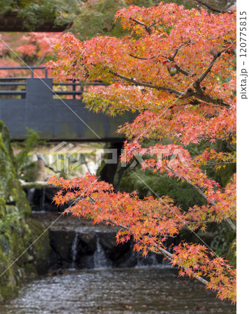 奈良春日野国際フォーラムを流れる吉城川の紅葉 120775815