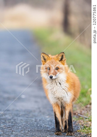 北海道の冬を迎えるモフモフの可愛いキタキツネ 北海道の冬を迎えるモフモフの可愛いキタキツネ 120775861