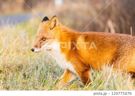 北海道の冬を迎えるモフモフの可愛いキタキツネ 120775876