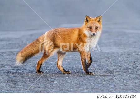 北海道の冬を迎えるモフモフの可愛いキタキツネ 120775884
