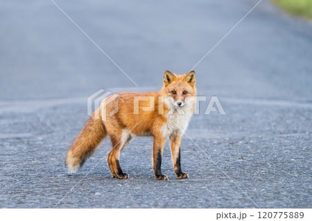 北海道の冬を迎えるモフモフの可愛いキタキツネ 北海道の冬を迎えるモフモフの可愛いキタキツネ 120775889