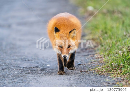 北海道の冬を迎えるモフモフの可愛いキタキツネ 120775905