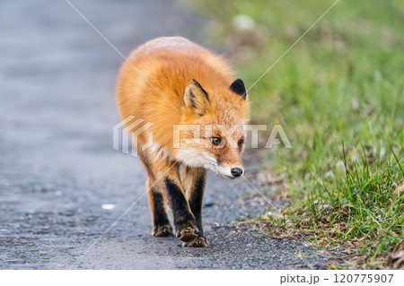 北海道の冬を迎えるモフモフの可愛いキタキツネ 120775907
