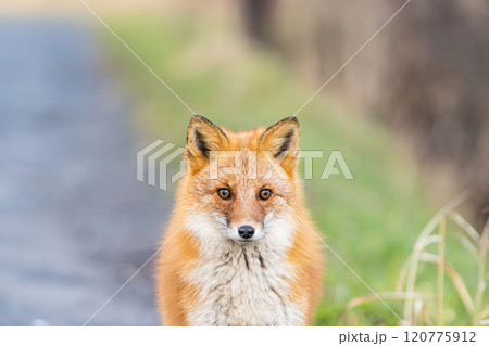 北海道の冬を迎えるモフモフの可愛いキタキツネ 120775912