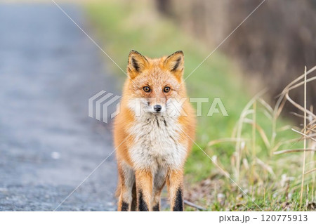 北海道の冬を迎えるモフモフの可愛いキタキツネ 120775913