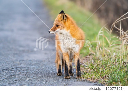 北海道の冬を迎えるモフモフの可愛いキタキツネ 120775914