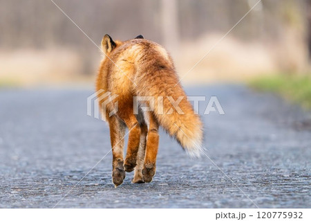 北海道の冬を迎えるモフモフの可愛いキタキツネ 120775932